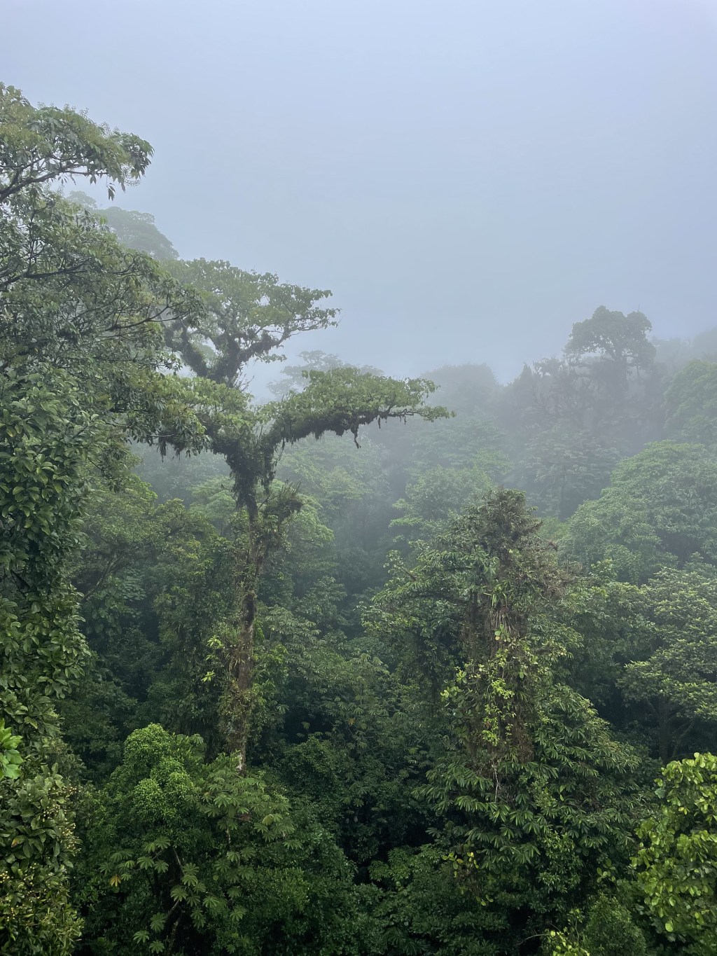 Wśród drzew na wiszących mostach w krainie ludzi szczęśliwych – Kostaryka
